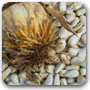 safflower-seeds
